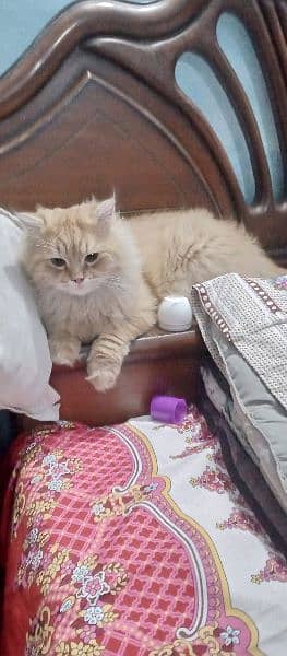 Persian cat available for new shelter. . . !!!Whatsapp me on 03357597906 4