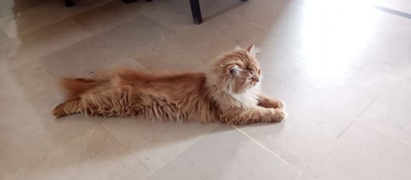 Persian cat available for new shelter. . . !!!Whatsapp me on 03357597906 5
