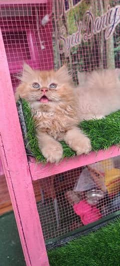 Persian male kitten available for sale 0