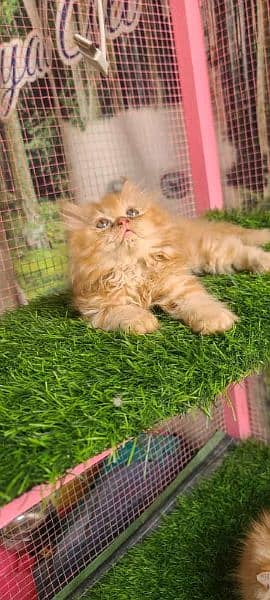 Persian male kitten available for sale 1