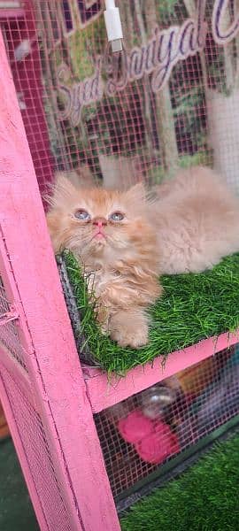 Persian male kitten available for sale 4