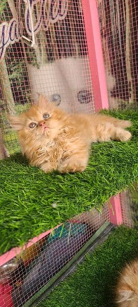 Persian male kitten available for sale 6