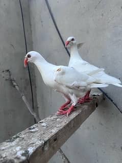 white danish chicks