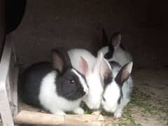 fancy rabbit babies