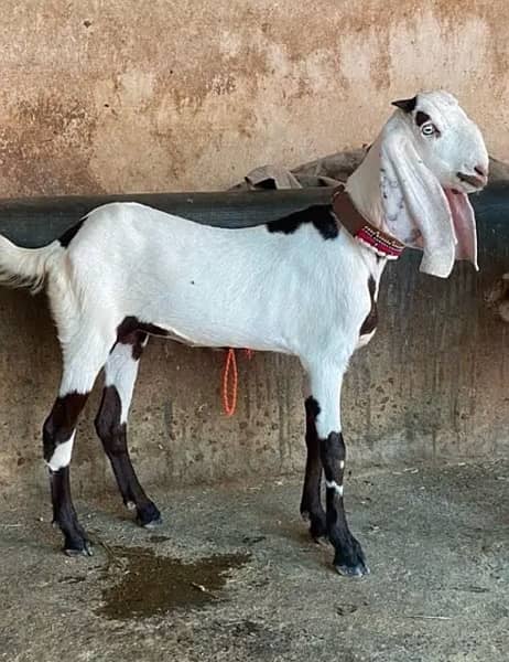 4 dant beetal bakri goat 0