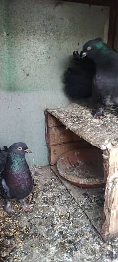 Pigeons pair 0