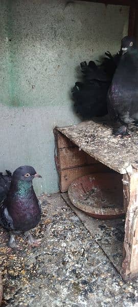 Pigeons pair 2