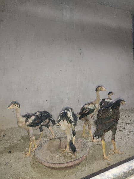 Aseel heera patha and chicks 10