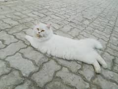 perssion cat