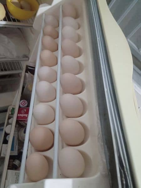 pure desi eggs 2