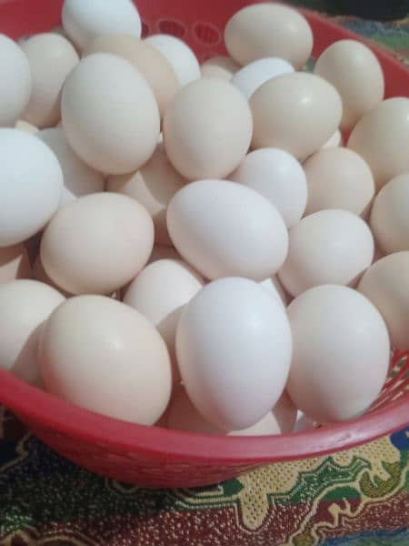 pure desi eggs 3