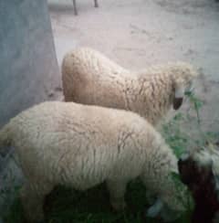 two sheep five month age