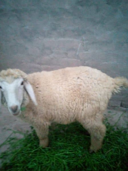 two sheep five month age 1