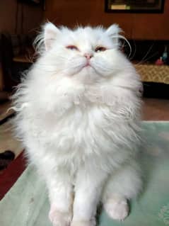 Persian female cat