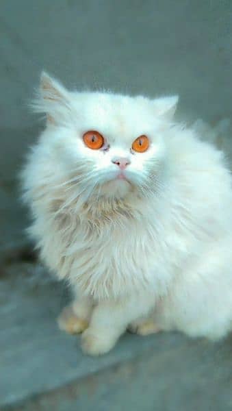 Persian female cat 3
