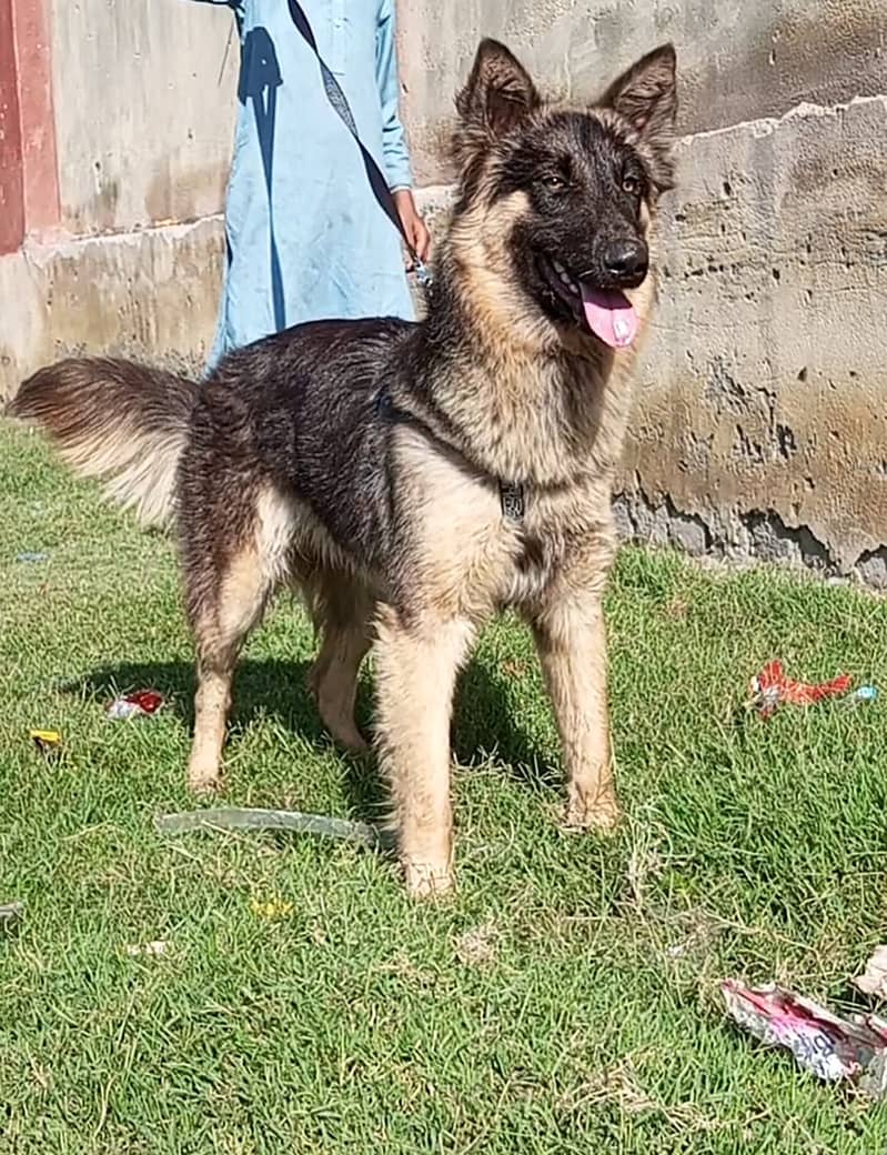 Alshesion bhagyary male 7 month for sale 1