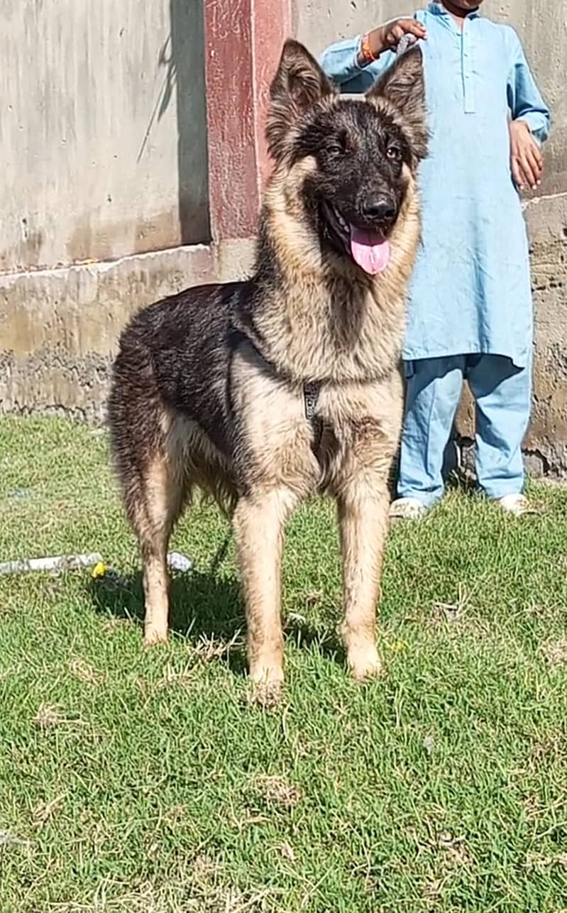 Alshesion bhagyary male 7 month for sale 2