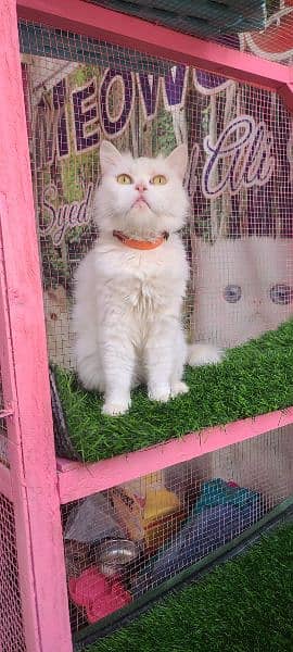 Persian female pregnant cat available for sale 1
