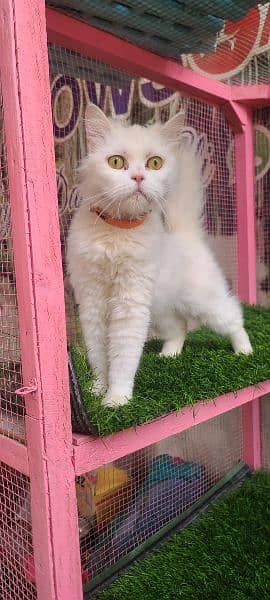 Persian female pregnant cat available for sale 4