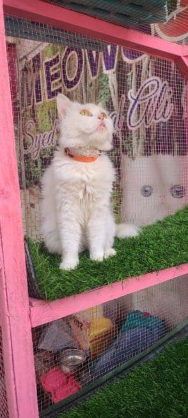 Persian female pregnant cat available for sale 5