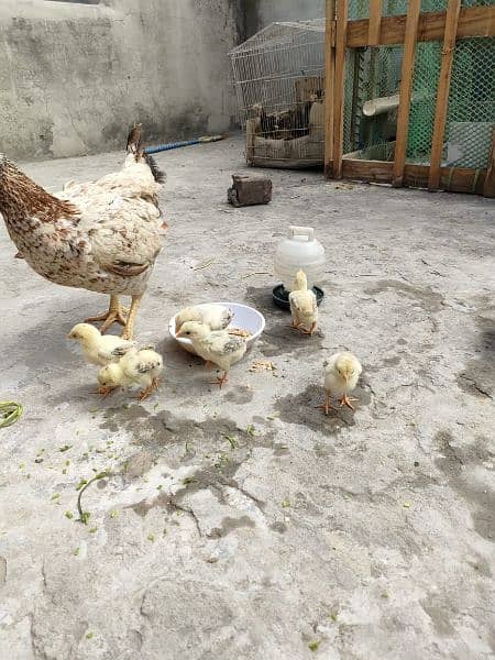 Aseel, Desi and Misri chicks. Home grown on Organic feed. 0