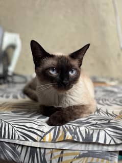 SIAMESE FEMALE CAT WITH LIGHT BLUE EYES