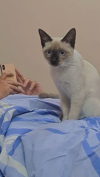 SIAMESE FEMALE CAT WITH LIGHT BLUE EYES 1