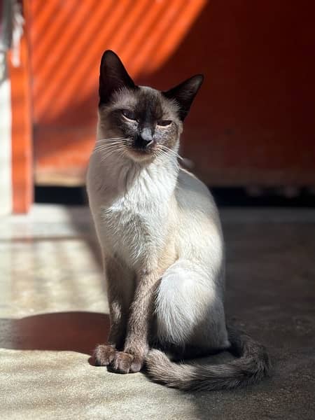 SIAMESE FEMALE CAT WITH LIGHT BLUE EYES 2