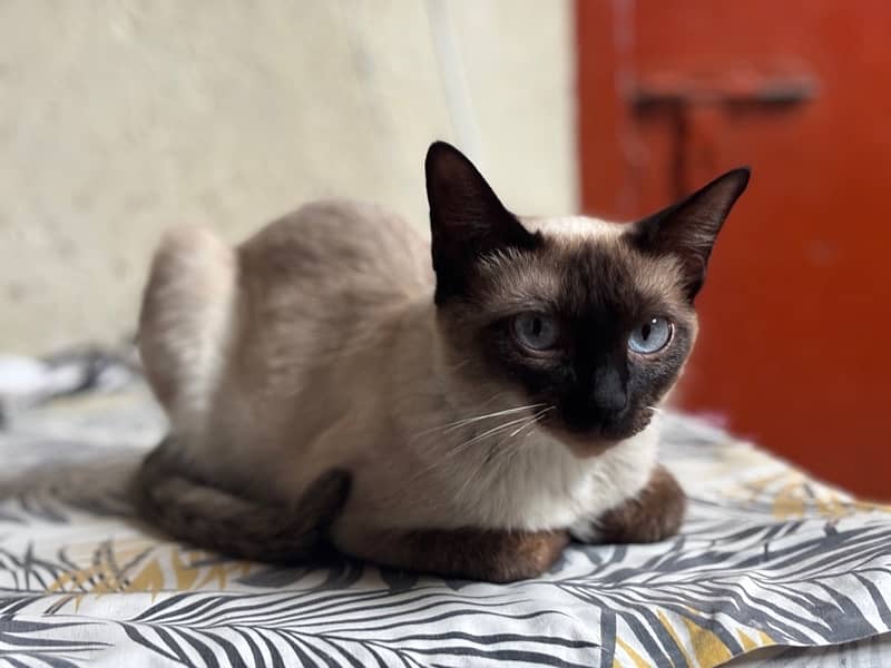 SIAMESE FEMALE CAT WITH LIGHT BLUE EYES 3