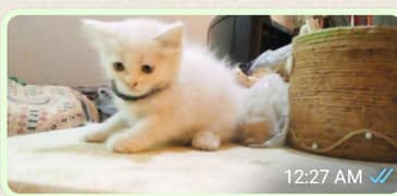 white Persion kittens female + booking white kittens available.