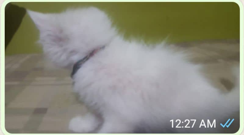 urgent sale pure white Persion kittens mail & female available. 4
