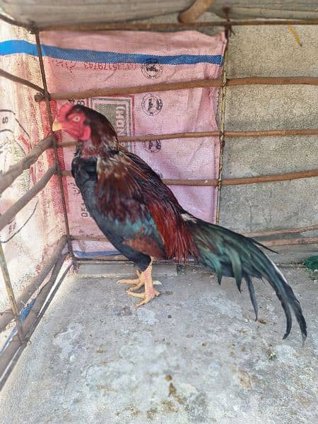 Hens for sale 7