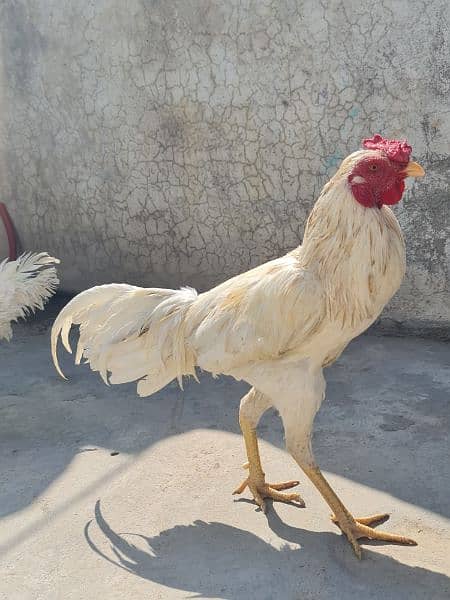 Hens for sale 9