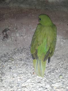 green ringneck parrot baby