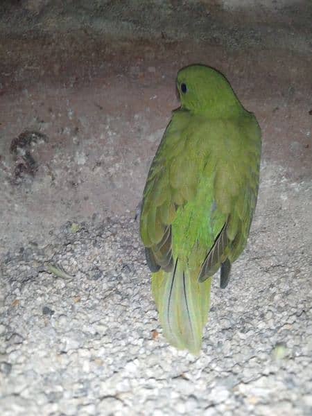 green ringneck parrot baby 0