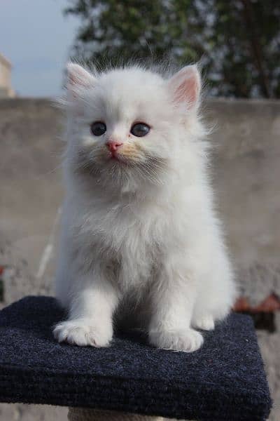 persian snow ball triple coated kittens available for sale 0