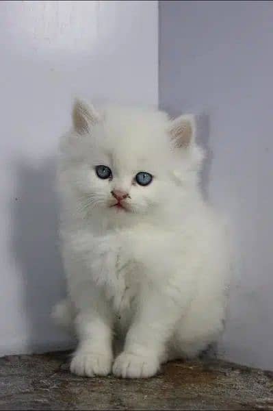 persian snow ball triple coated kittens available for sale 3