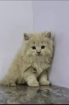persian quality kittens available in faisalabad
