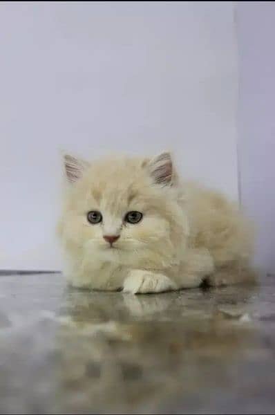 persian quality kittens available in faisalabad 1