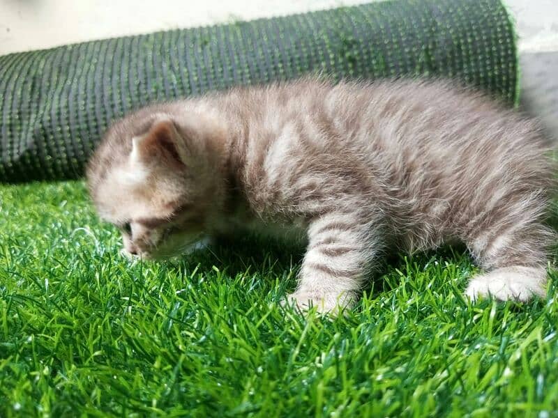 Persian kittens for sale 12