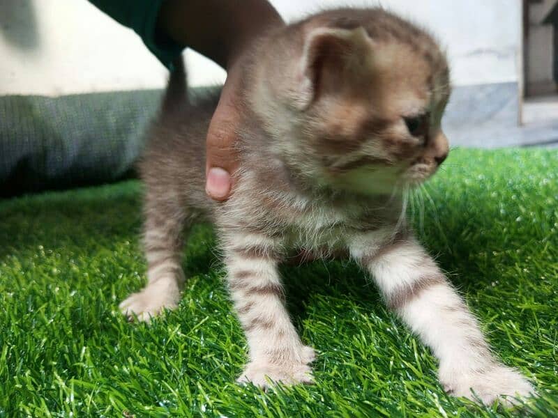 Persian kittens for sale 13