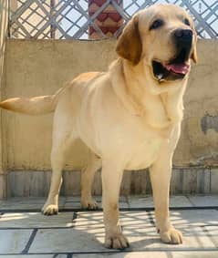 A pure apple head labrador with heavy bone structure pair for sale