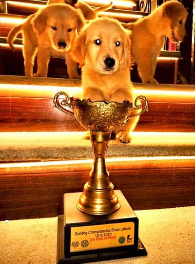 Golden retriever puppies