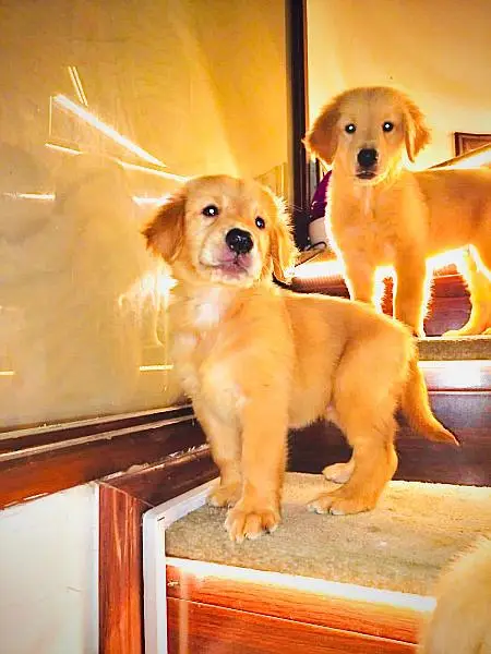 Golden retriever puppies — photo 3