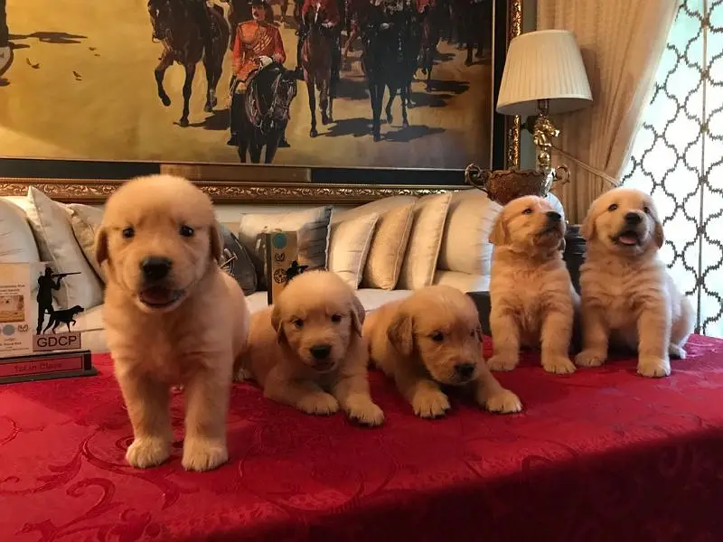 Golden retriever puppies — photo 4
