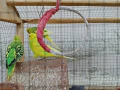 03 x Australian Parrots