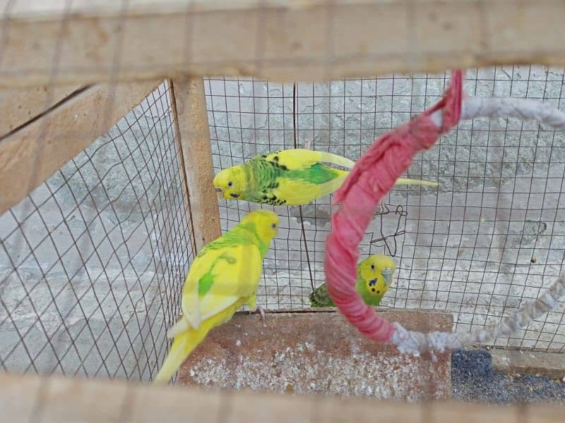 03 x Australian Parrots 1