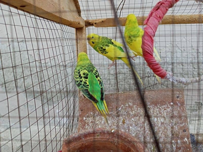 03 x Australian Parrots 2