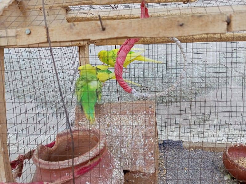 03 x Australian Parrots 4