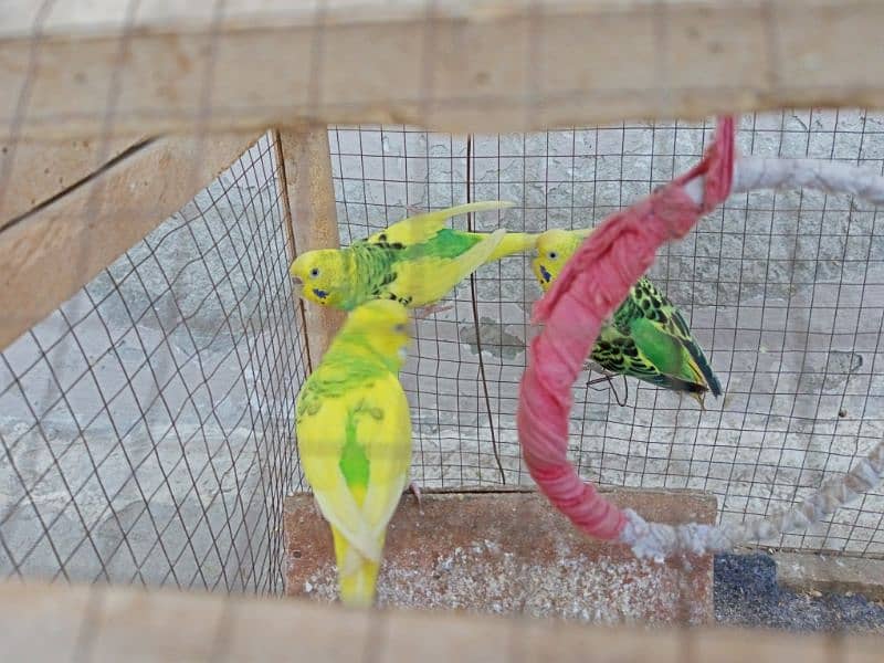 03 x Australian Parrots 5